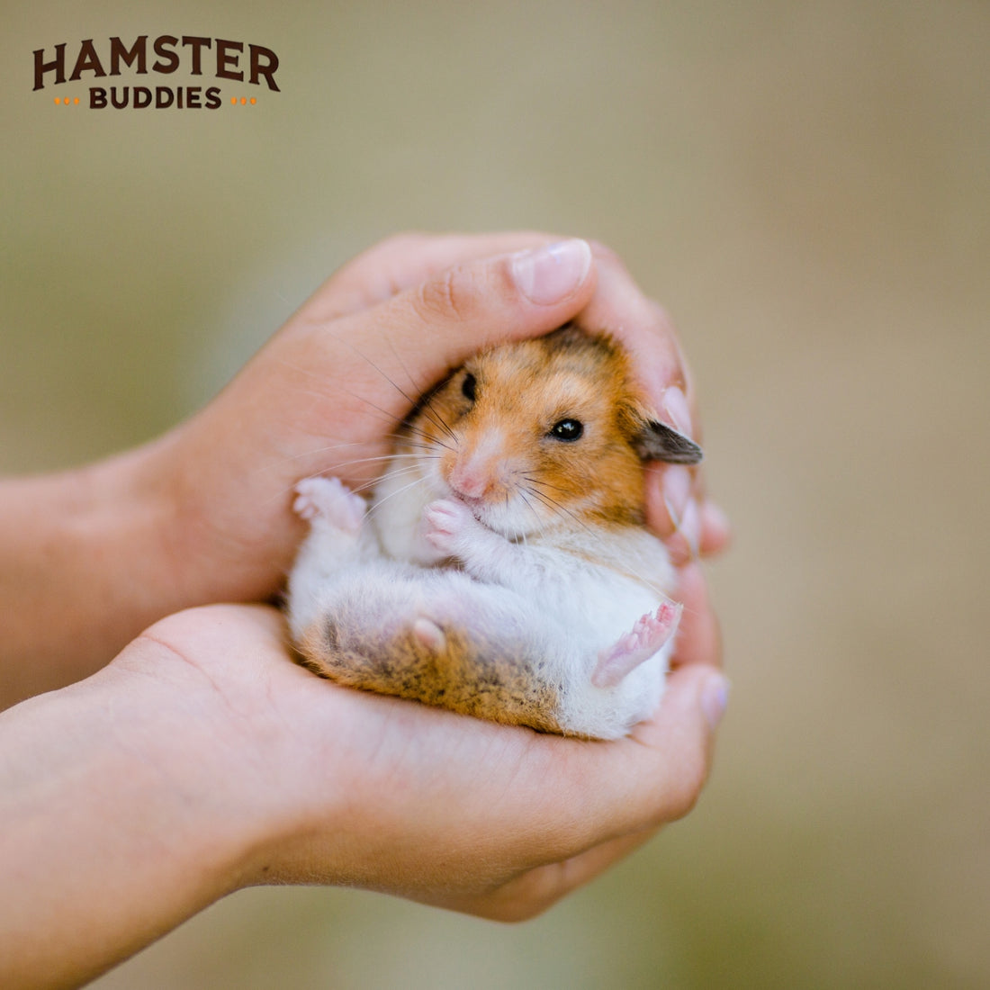 Understanding the Ideal Temperature for Your Hamster