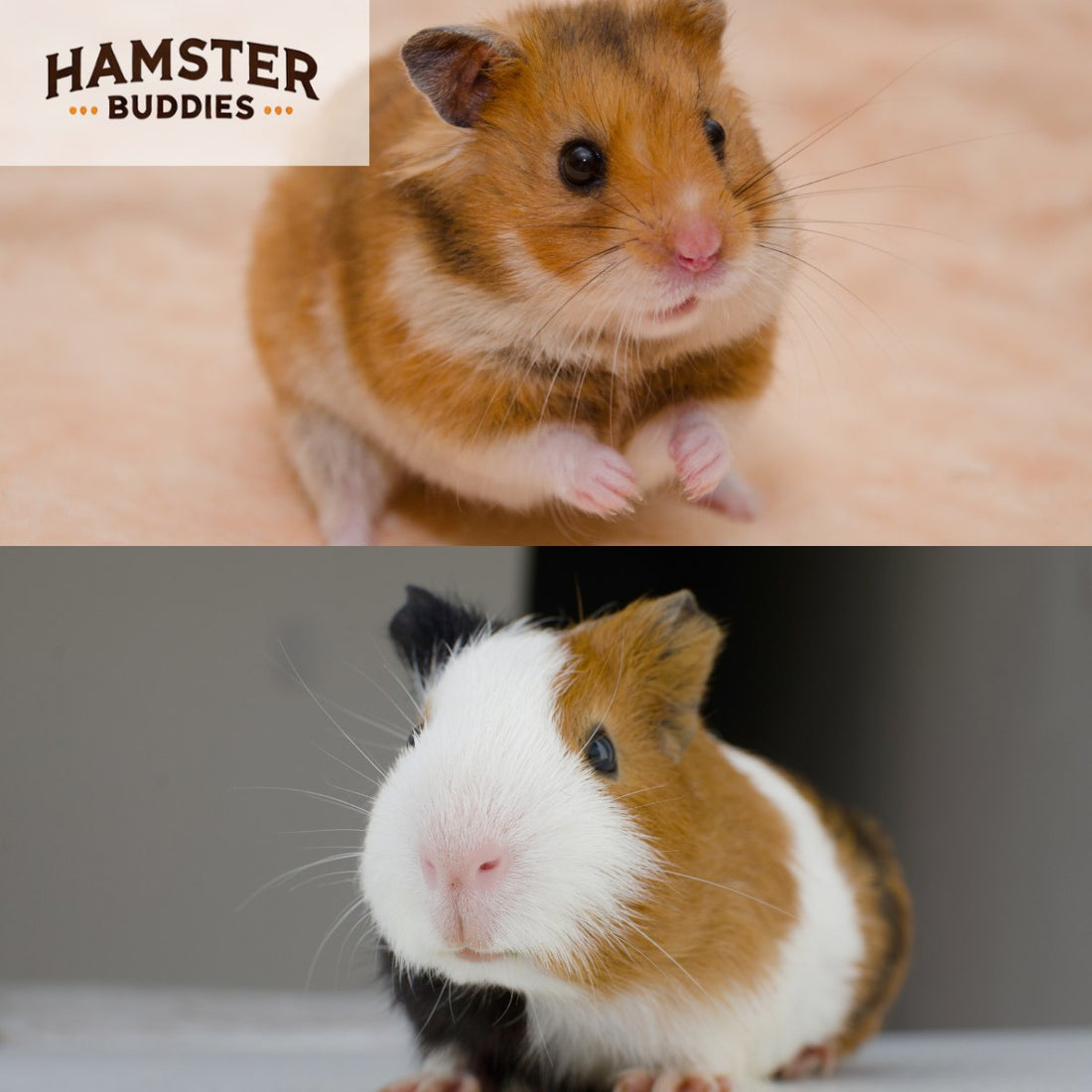 Hamster or Guinea Pig: Which Makes the Better Pet?