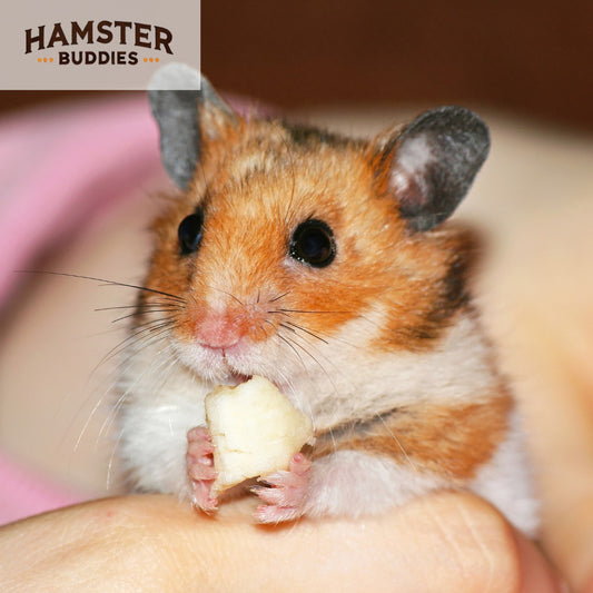 Do Hamsters Need Attention from Their Owners?