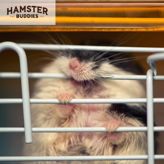 How to Stop Your Hamster from Chewing on Cage Bars