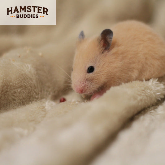 Can Hamsters Eat Meat? All You Need To Know