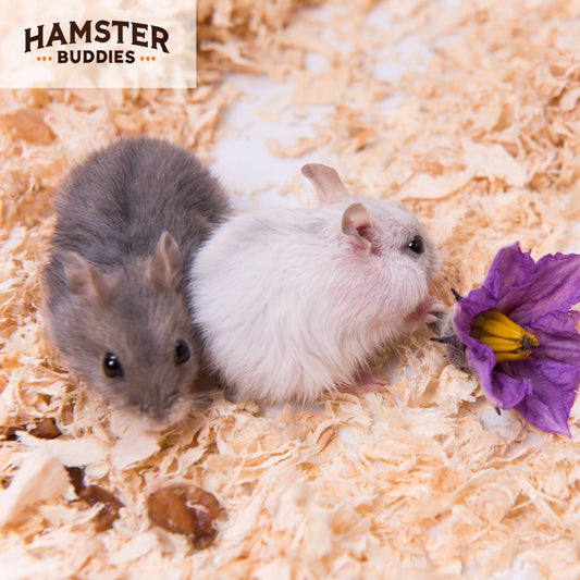 Why Do Hamsters Fight? Things To Know