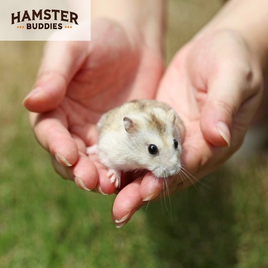 Understanding When Your Hamster is Fully Grown