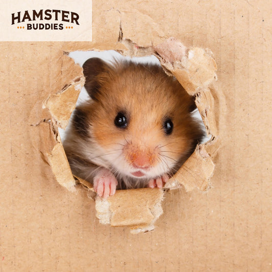 12 Reasons Hamsters Are Funny And Cute