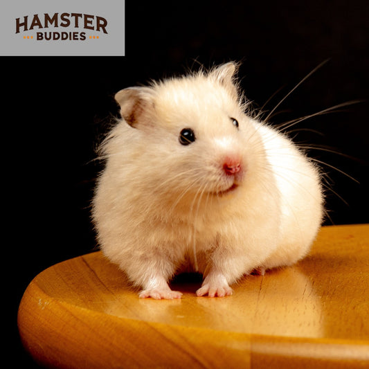 Do Hamsters Need Light to See?