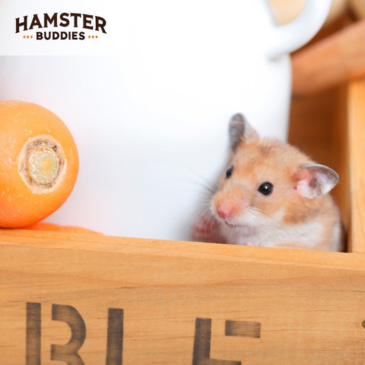 How To Find A Lost Hamster? Owner's Guide