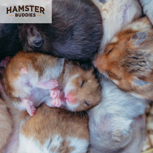 Identifying Your Hamster Breed: A Guide for New Owners