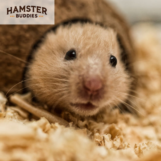 Why Hamsters Shouldn't Get Wet