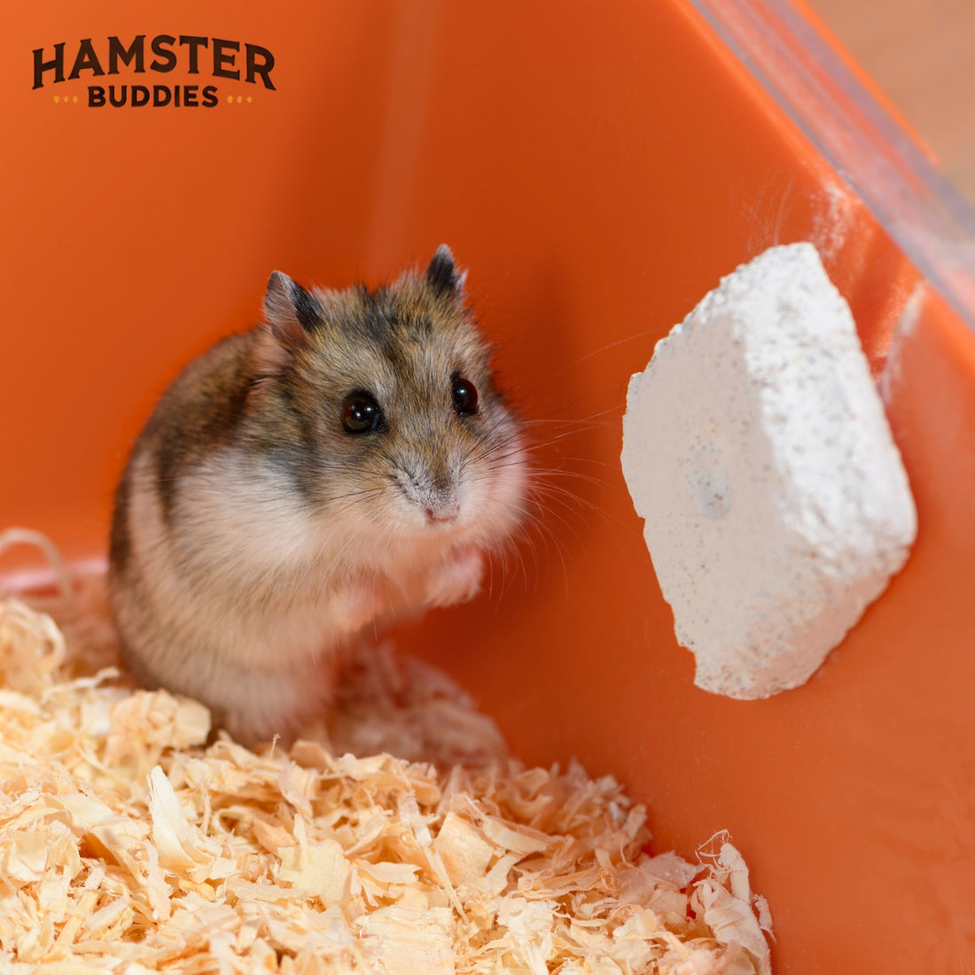 Do Hamsters Really Need Mineral Chews? Understanding Their Benefits and Alternatives