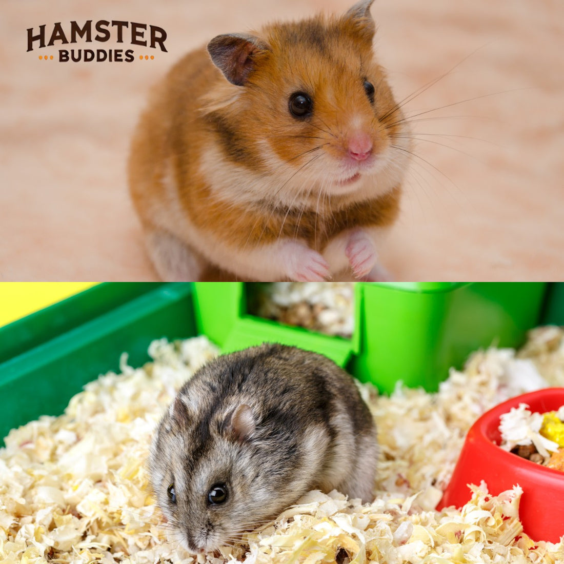 Differences Between Syrian and Dwarf Hamsters