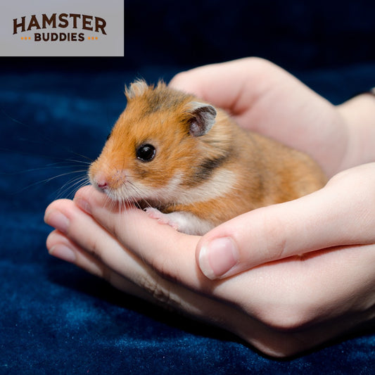 How to Tame Your Hamster: A Step-by-Step Guide