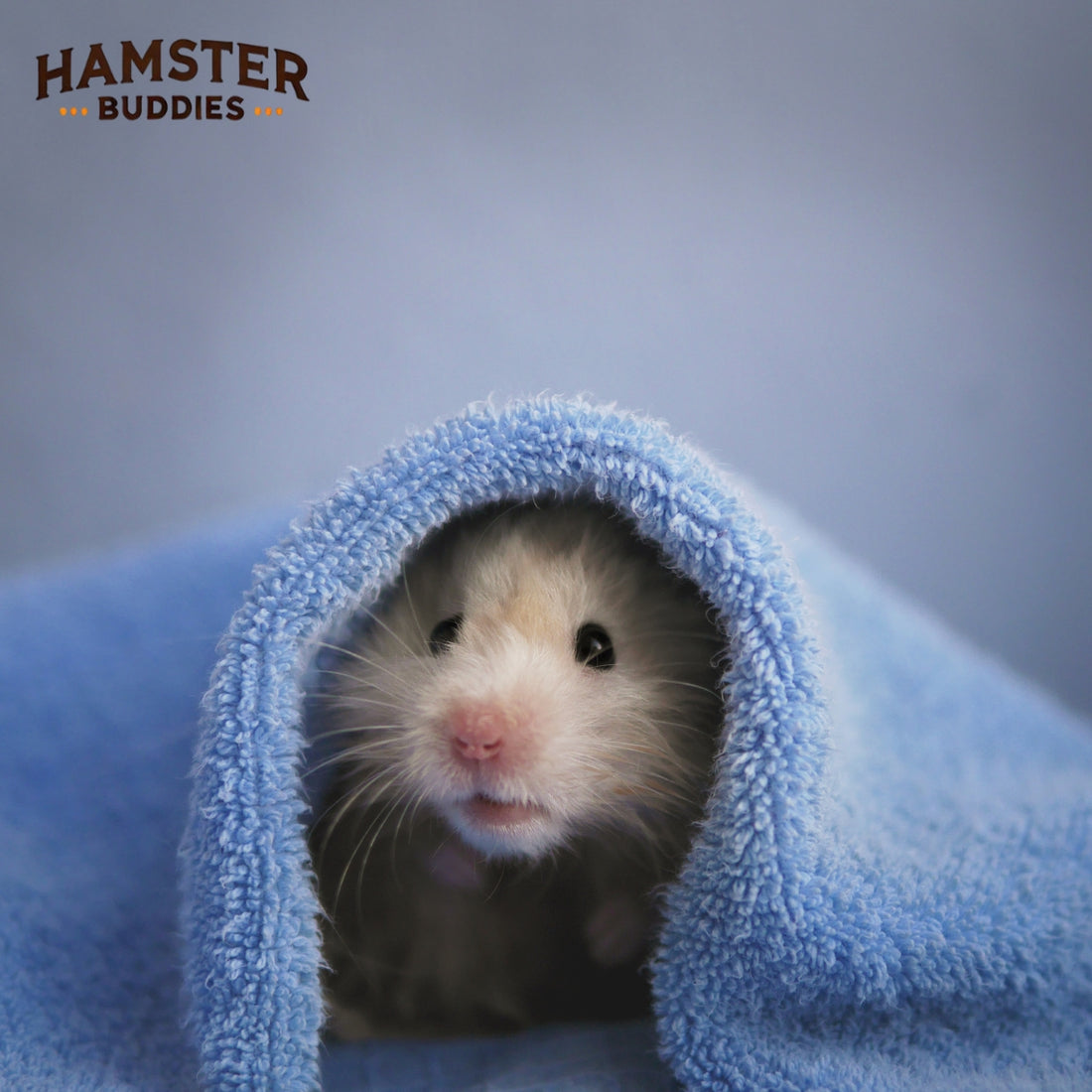 Why Is Your Hamster So Scared of You?